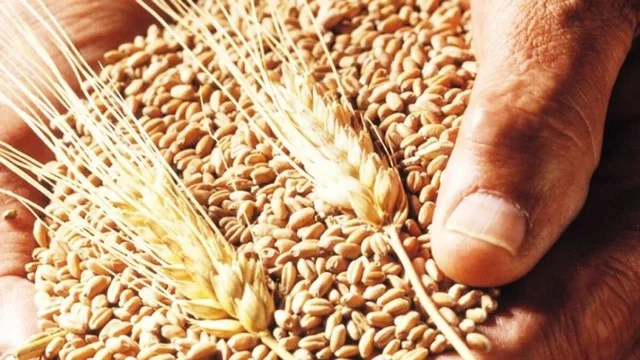 New Varieties Of Wheat This Variety Of Wheat Will Become Jpg New Varieties Of Wheat, This Variety Of Wheat Will Become A Boon For Farmers In 2025, There Will Be Tremendous Production