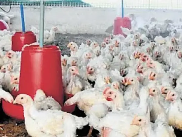 Bird Flu Risk Persists At Delhi’S National Zoological Park: No New Deaths, Enhanced Safety Measures In Place For Visitors